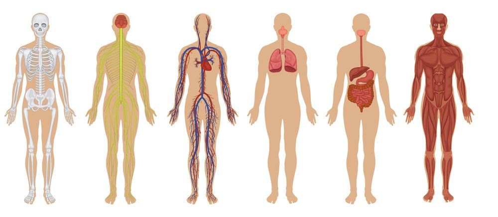 Human Body